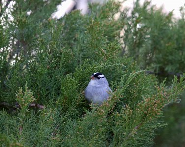 White-Crowned Sparrow on the National Elk Refuge photo