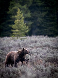 grizzly bear #399 and cub of the year emerge from hibernation on May 16, 2023 - 1 photo