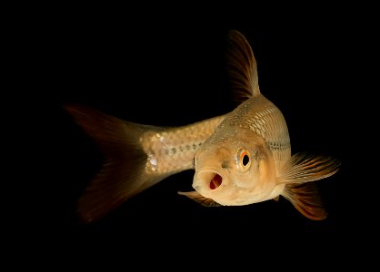 Topeka Shiner (Notropis topeka) Breeding Male