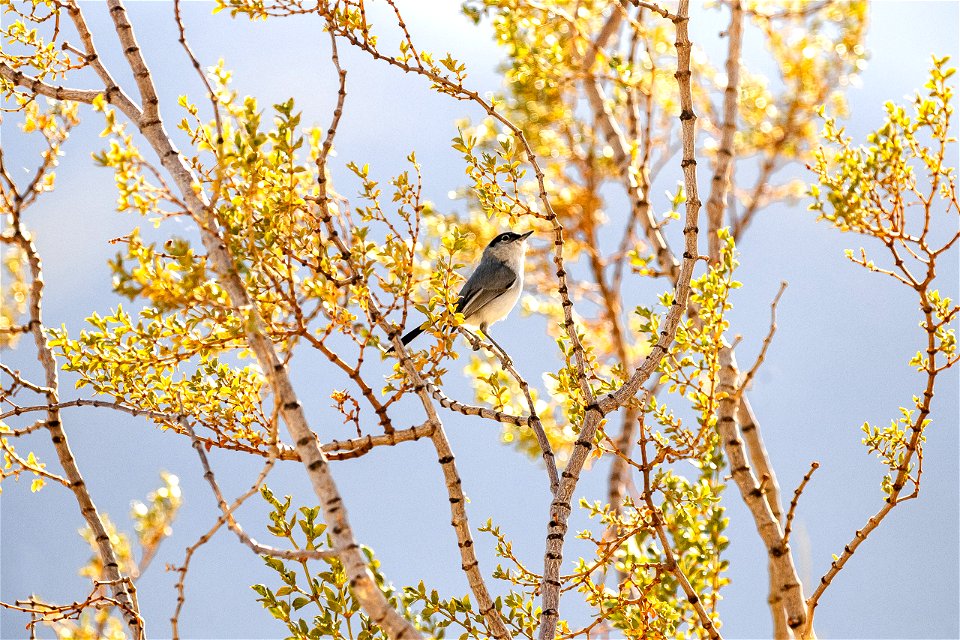 Gnatcatcher on creosote
