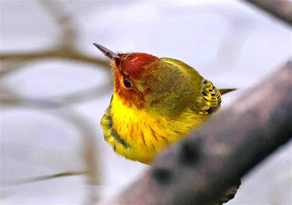 829 - MANGROVE YELLOW WARBLER  (02-20-2023) world birding center, south padre island, cameron co, tx -01
