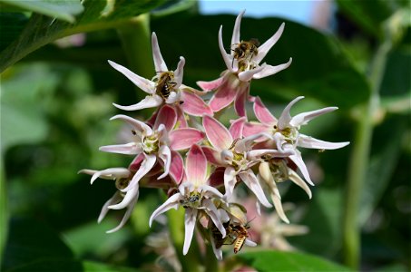 Many pollinators on a showy milkweed bloom