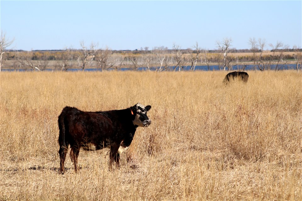 Grazing on Eldridge WPA Lake Andes Wetland Management District South Dakota