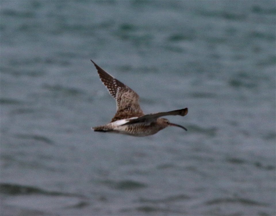 Numenius phaeopus 3