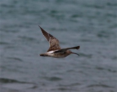 Numenius phaeopus 3