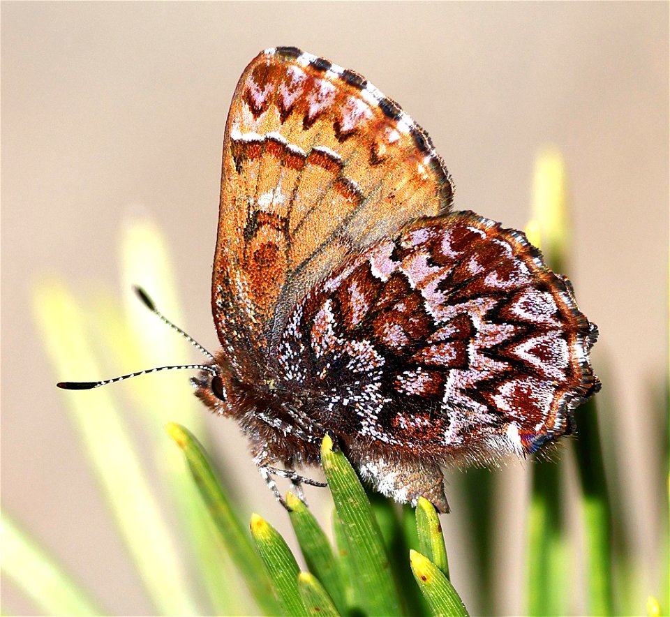 ELFIN, WESTERN PINE (Callophrys eryphon) (04-13-2023) south tolowa dunes state park, del norte co, ca -02