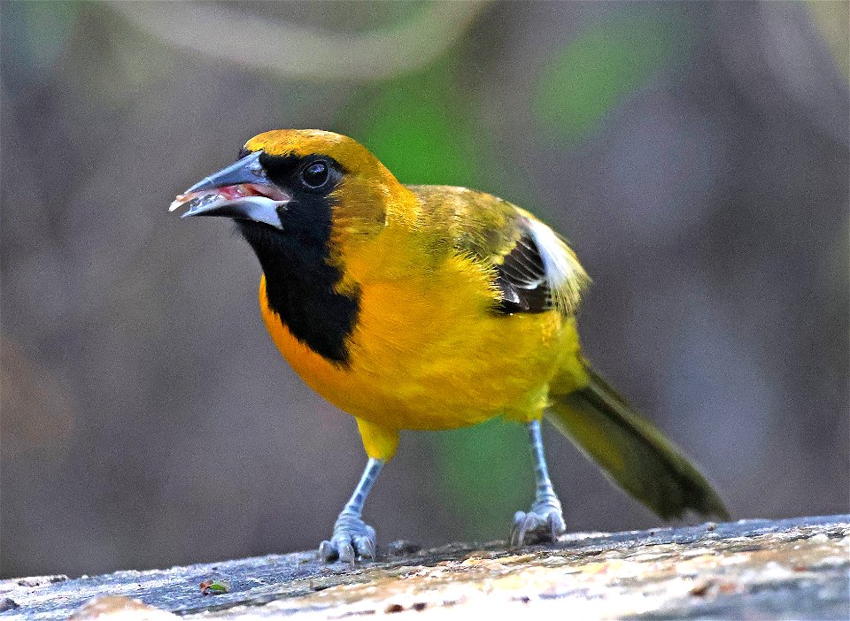 949 x 950 - ALTAMIRA X AUDUBON'S ORIOLE (01-07-2023) national buttrtfly center, palmview, hidalgo co, tx -01