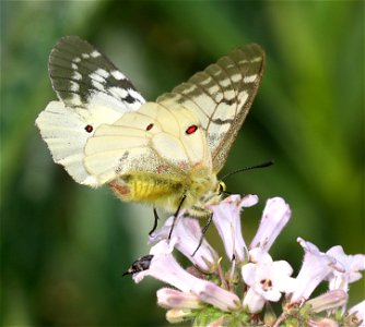 PARNASSIAN, CLODIUS (Parnassius clodius) (6-21-2021) 5000 ft, bear mt - jawbone rd jct, smith river nat rec area, del norte co, ca -04