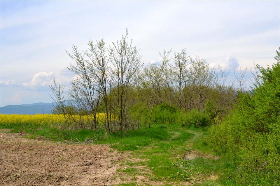 Rapeseed Field photo