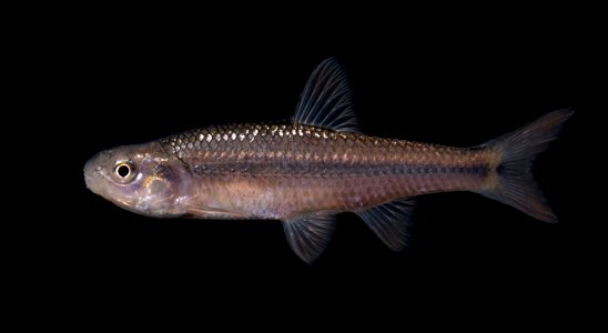 Topeka shiner (Notropis topeka photo