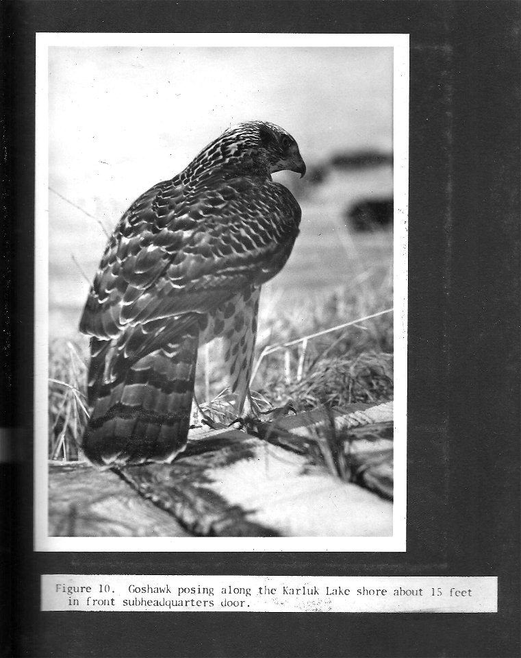 (1965) Goshawk photo