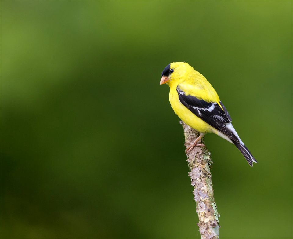 Male American Goldfinch