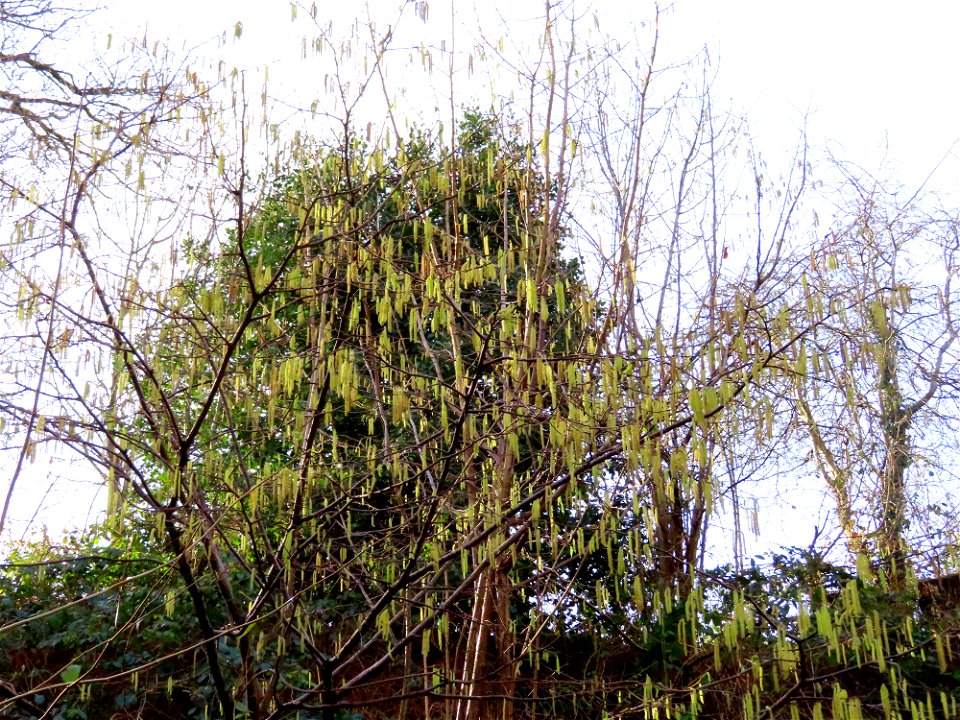 Wheelock Rail Trail Hazel Catkins