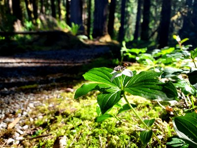 Bunchberry and "visitor." Old Sauk Trail, Mt. Baker-Snoqualmie National Forest. Photo by Anne Vassar June 2, 2021.