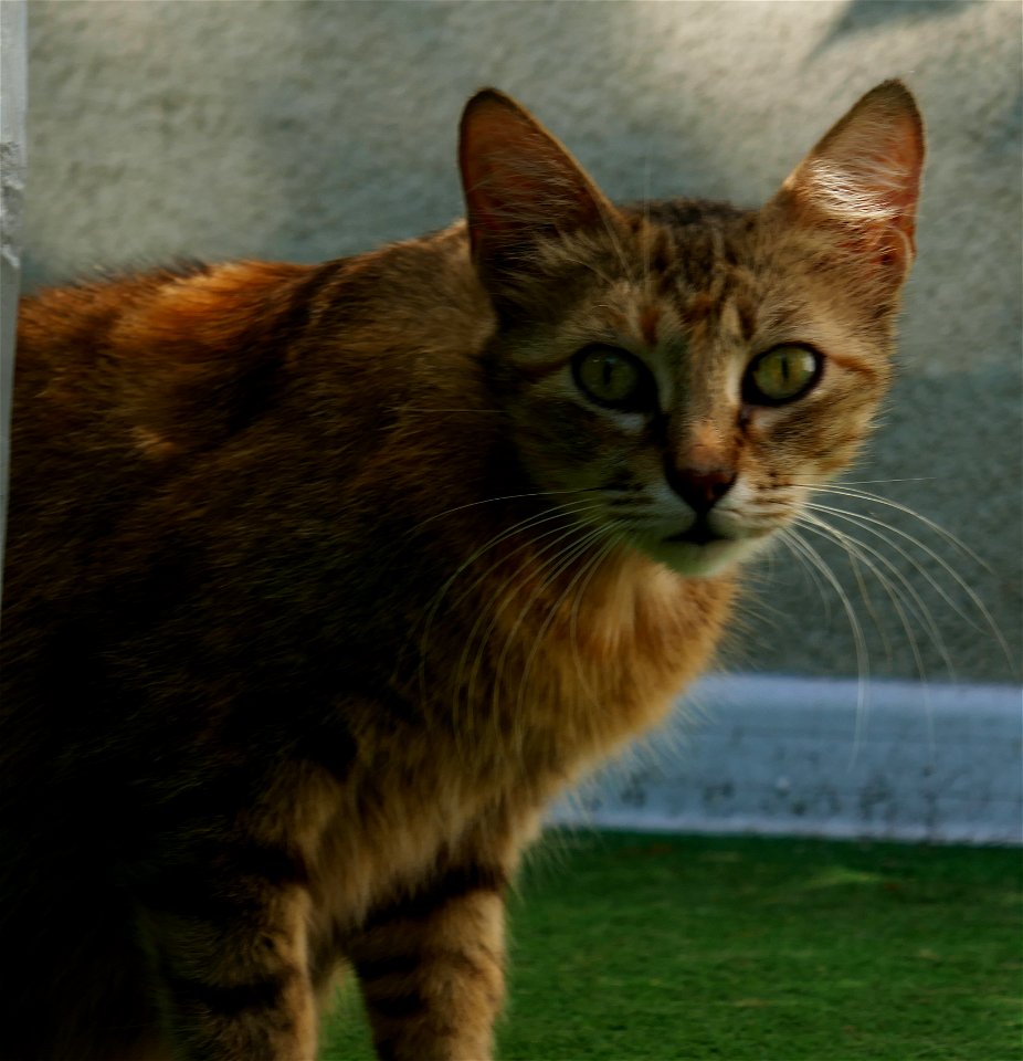 independent-cats_2017_0624_082801(1)