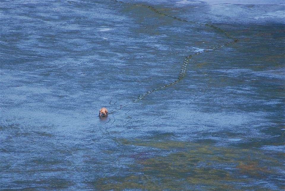 Brown bear in Izembek Lagoon