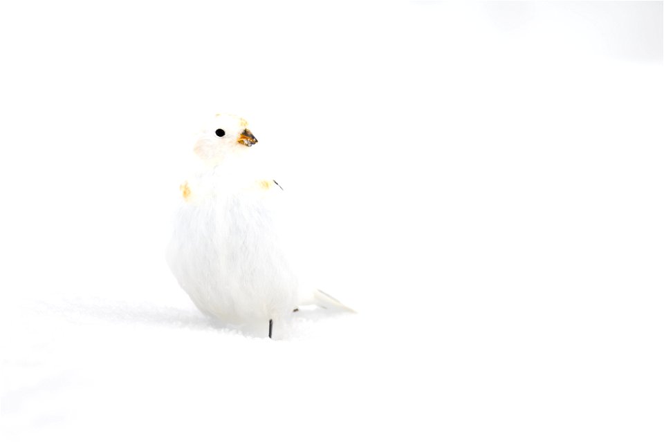 Snow bunting in the snow