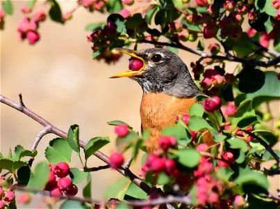 American robin at Seedskadee National Wildlife Refuge