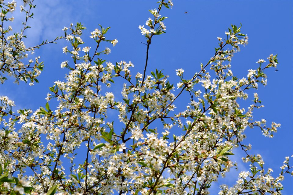 Spring ,April 2023