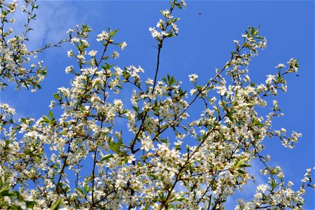 Spring ,April 2023