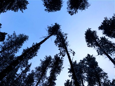 Tree Line Up