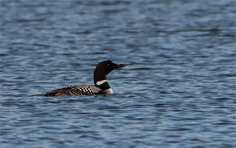 Common Loon Lake Andes Wetland Management District South Dakota photo