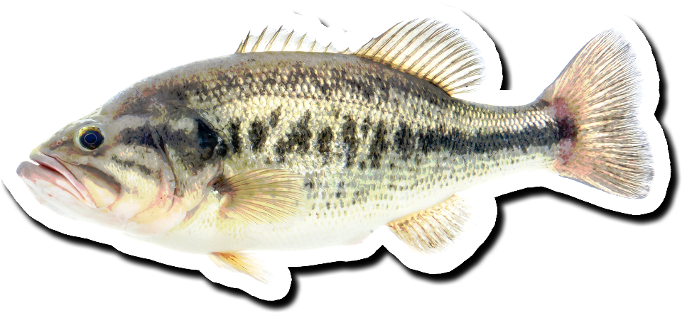 Largemouth Bass Decal