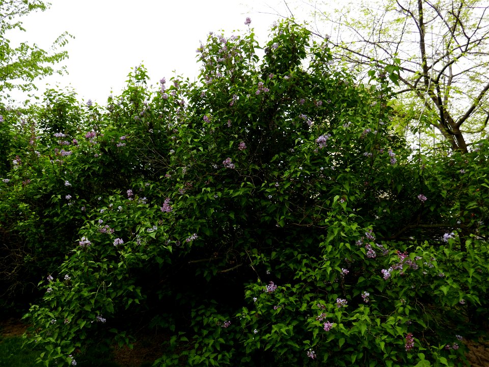 Herestrau Park in spring (5)