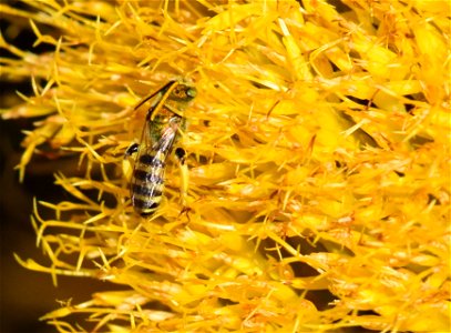 Sweat bee on rubber rabbitbrush at Seedskadee National Wildlife Refuge