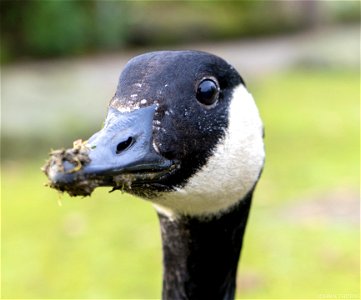 Canada Goose