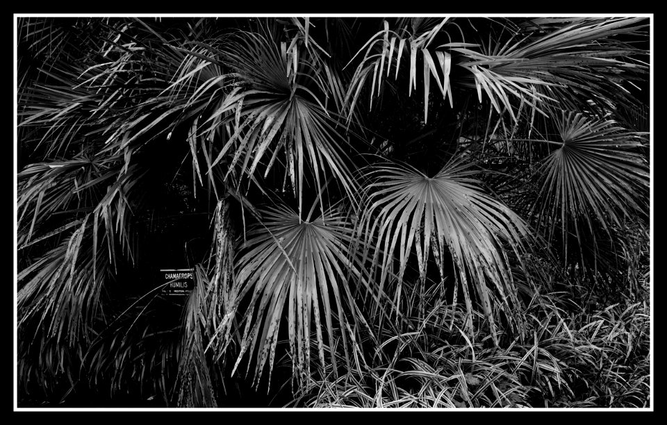 Chamafrops Humilis