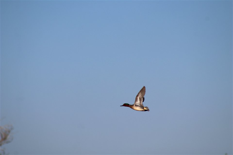 Green-winged Teal Owens Bay Lake Andes National Wildlife Refuge South Dakota