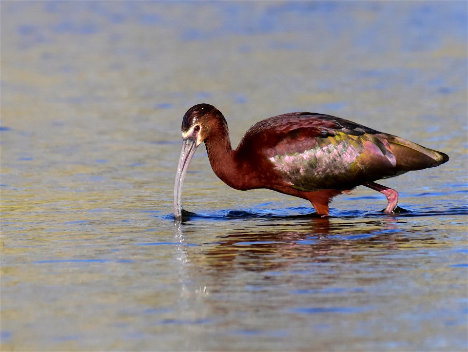 White-faced ibis at Seedskadee National Wildlife Refuge