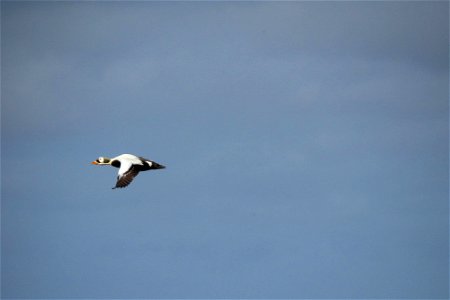 Male spectacled eider in flight photo