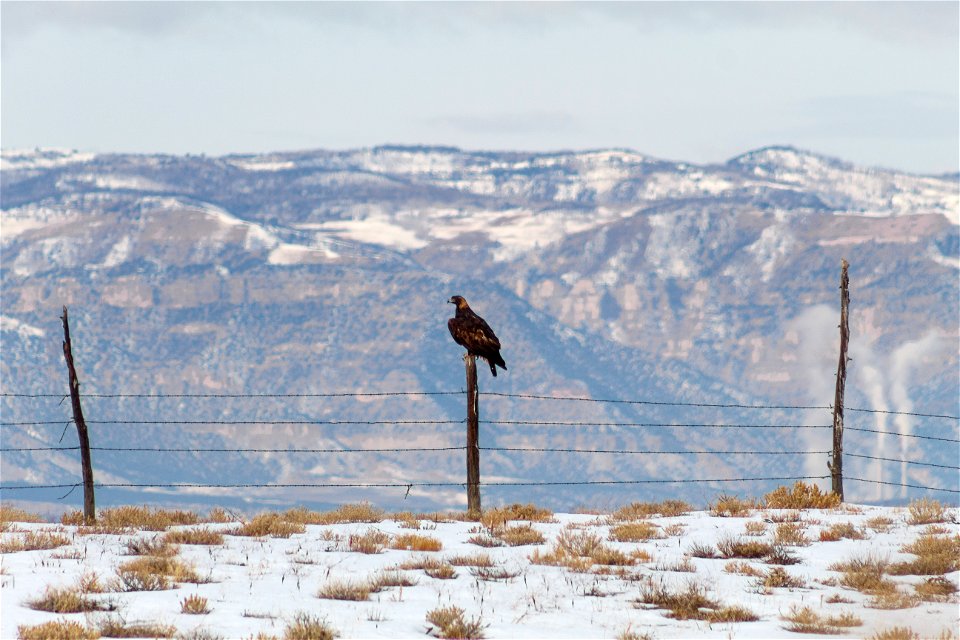 Golden Eagle 1