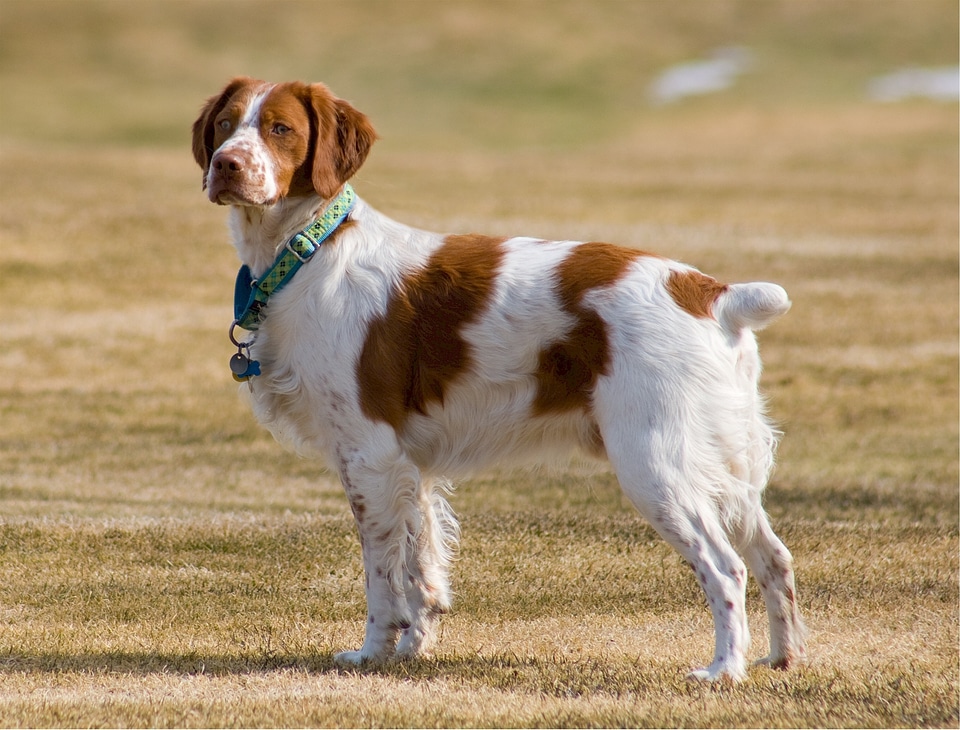Domestic bird hunting gun dog