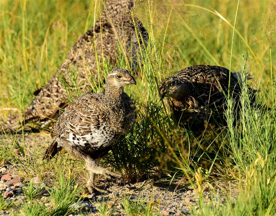 Greater sage-grouse at Seedskadee National Wildlife Refuge