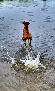 Dog running on water to get ball