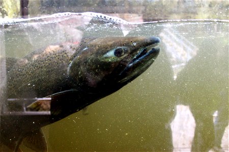 I see you! Chinook Salmon eyes spectators