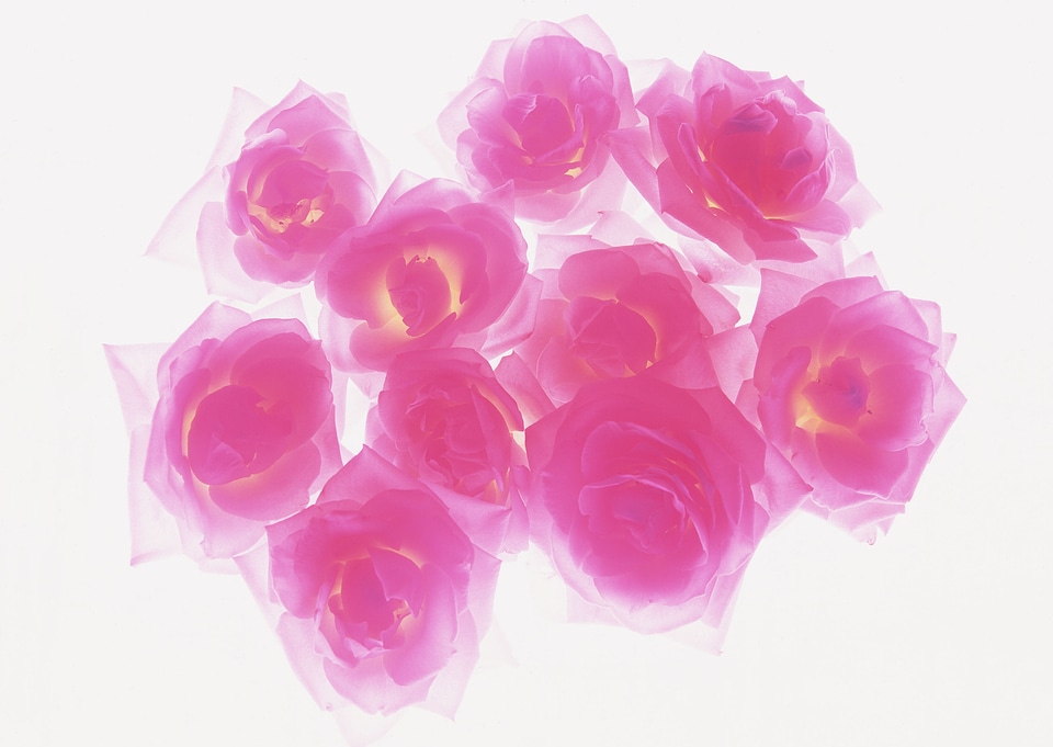 Pink roses as a background