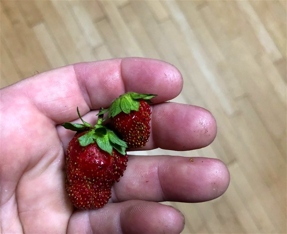 2022/365/199 Strawberry Pair photo