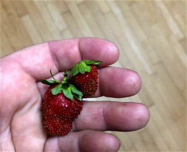2022/365/199 Strawberry Pair