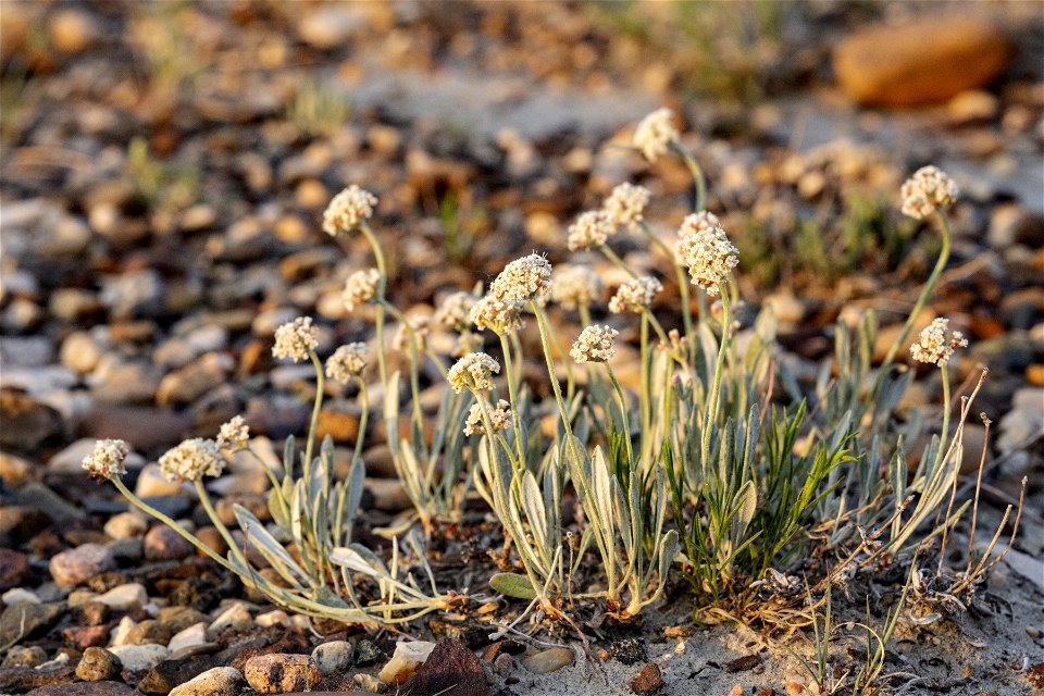 Eriogonum pauciflorum