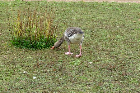 Grazing Greylag Goose