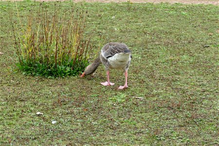 Grazing Greylag Goose photo