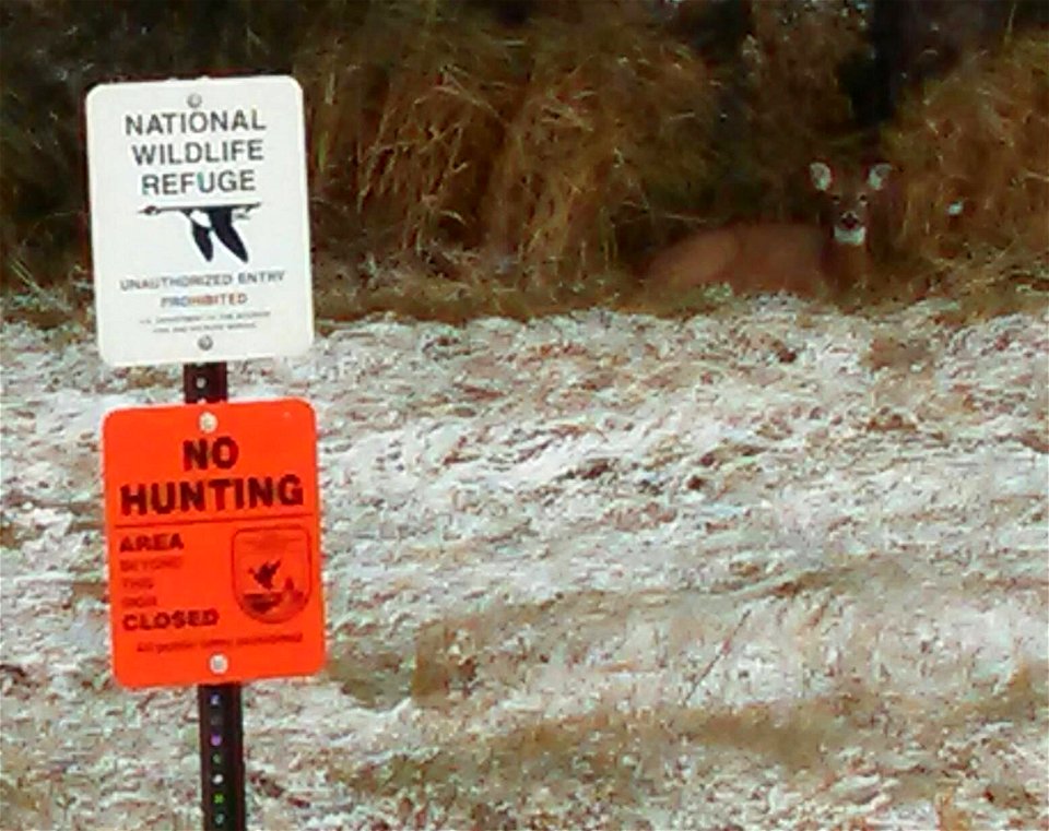 That's one smart deer!