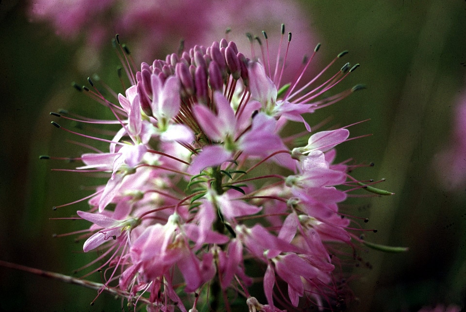 Rocky Mountain Beeplant photo