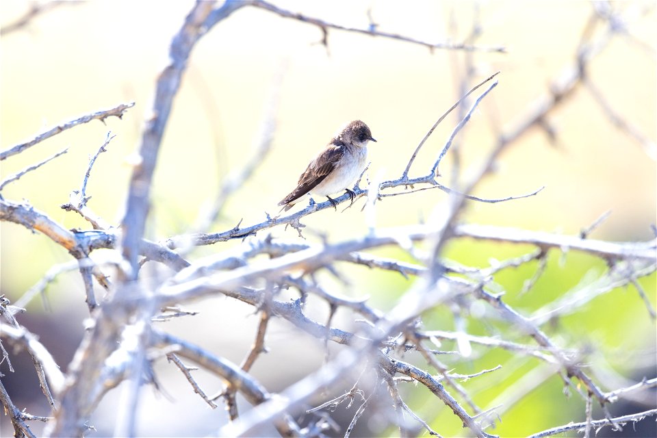 Northern rough-winged swallow (Stelgidopteryx serripennis) perched in a tree