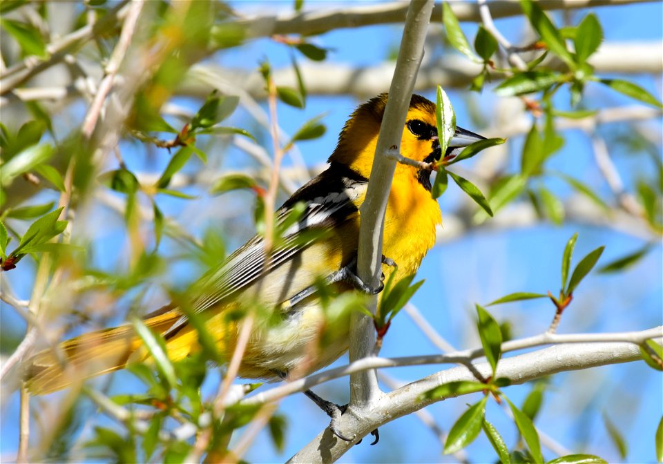 Bullock's oriole at Seedskadee National Wildlife Refuge