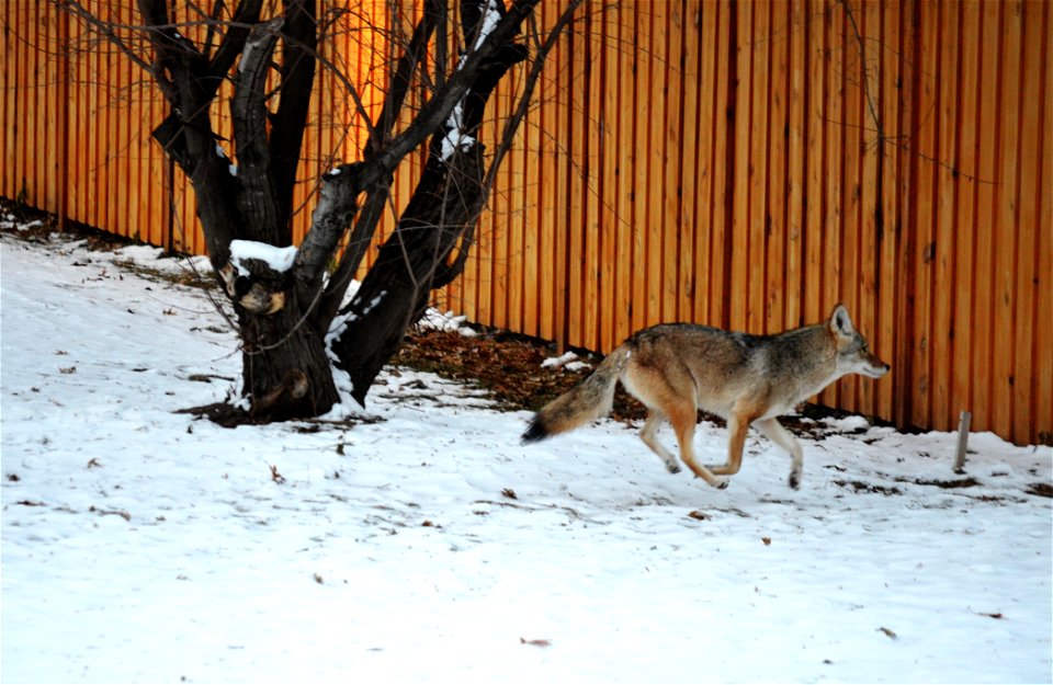 Coyote